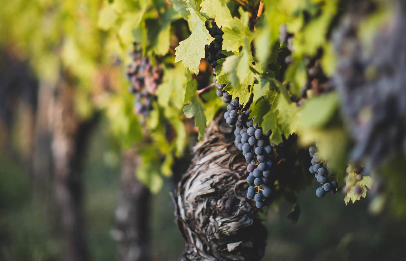Top 10 Most Instagrammable Places in Willamette Valley Top 10 Most Instagrammable Places in Willamette Valley